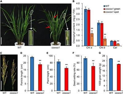 WATER-SOAKED SPOT1 Controls Chloroplast Development and Leaf Senescence via Regulating Reactive Oxygen Species Homeostasis in Rice